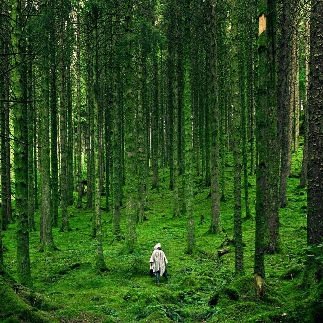 person walking in forest