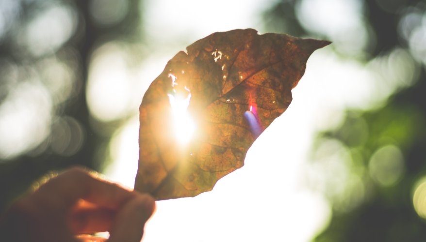 Sun shining through a leaf